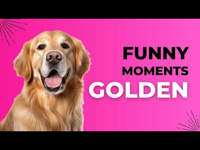 GOLDEN RETRIEVER COMPILED 1 HOUR WITH FUNNY MOMENTS ( link in description )