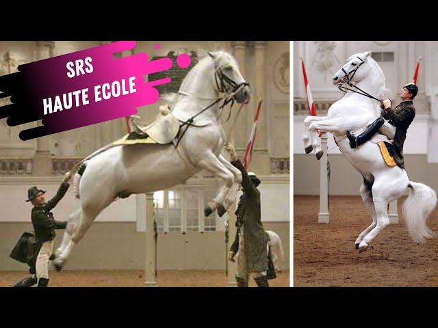 Spanish Riding School Haute Ecole (Airs Above The Ground) White Lipizzaner Stallions