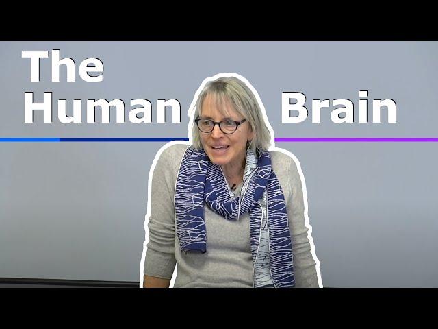 1. Introduction to the Human Brain