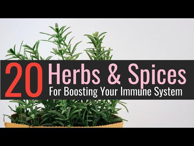 20 Herbs & Spices For Boosting Your Immune System | Blissed Zone