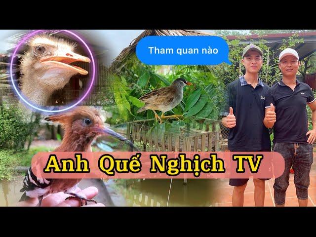 Lần Đầu qua thăm nhà Anh Quế Nghịch TV và các thú cưng trong Nhà || Đạt Bird TV