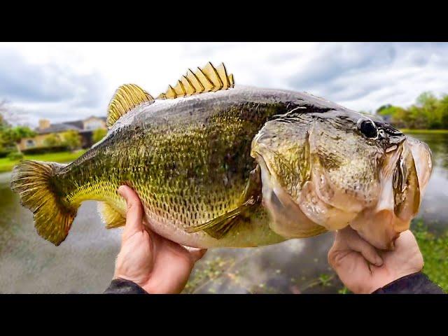 I've NEVER Seen This Many GIANT Bass in a POND! (Bank Fishing)