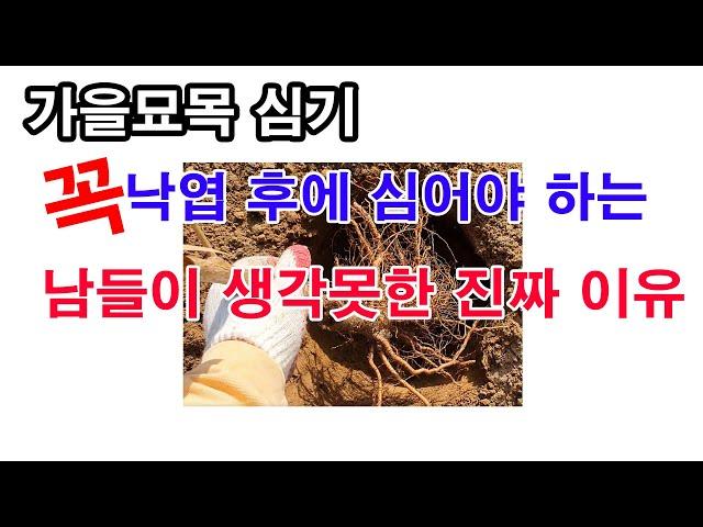 가을 묘목 심기. 꼭 낙엽 후에 심어야 하는, 남들이 생각못한 진짜 이유 (나무 심는 방법, 가을 과수 심기, 가을 과일나문 심는 방법, 낙엽 진 후 심어야 하는 중요한 이유)