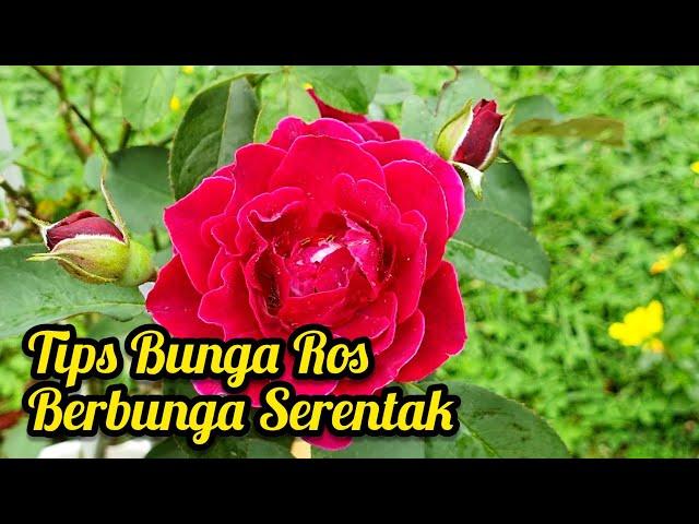 Mahukan Musim Bunga Di Laman Anda?? Lakukan Ini Untuk Bunga Ros/Mawar Berbunga Serentak