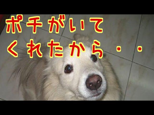 【犬の泣ける話】 ポチがいてくれたから・・・