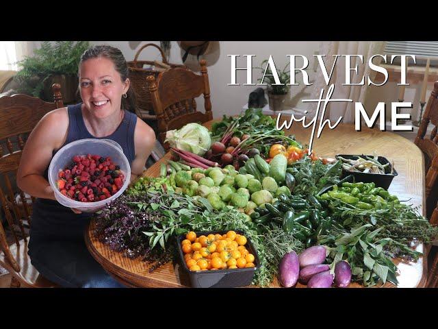 The Garden Keeps GIVING! July 2024 Homestead Garden HARVEST