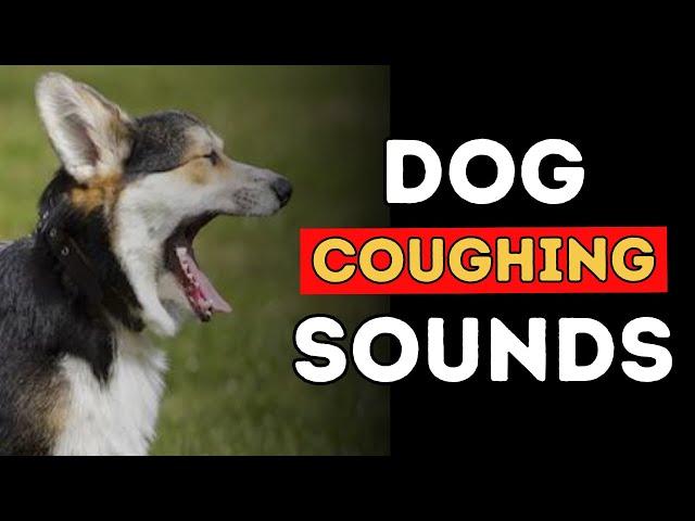 Why is Your Dog Coughing? | Kennel Cough, Heart Disease, Bronchitis, Tracheal Collapse