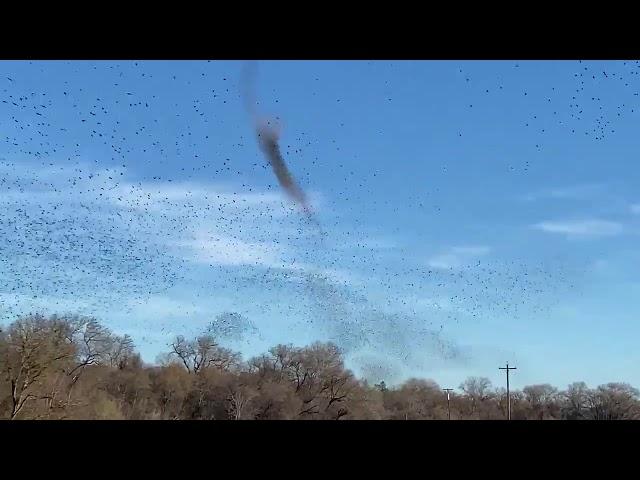 Flock of Starling Birds Swirl Above Northern California Skies