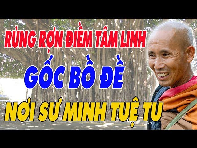 Câu Chuyện Tâm Linh Rùng Mình Về Cây Bồ Đề Mới Trồng Tại Am Của Sư MINH TUỆ