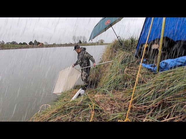 Whitebait VLOG 8 -  Catching Shoals in The Rain - Best Day Ever!