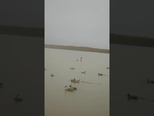 Couldn’t get better timing with this one shot ! #duckhunting #waterfowl #hunting #duck