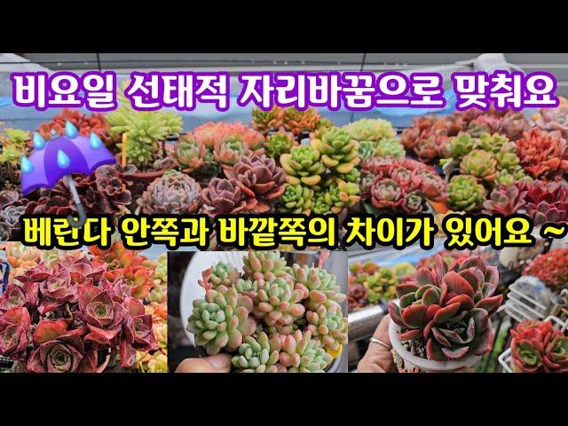 다육이 관리이번비도 단비가 되기를 바라는 마음 자리박꿈으로 조절해요다육이 성격과 상태관찰로 감각익히기