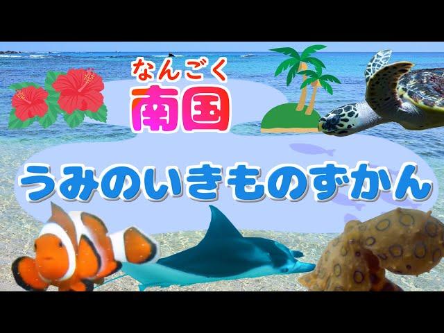 【子供向け 水族館】南国の海の生き物　マンタ、ヒョウモンダコ、カクレクマノミ