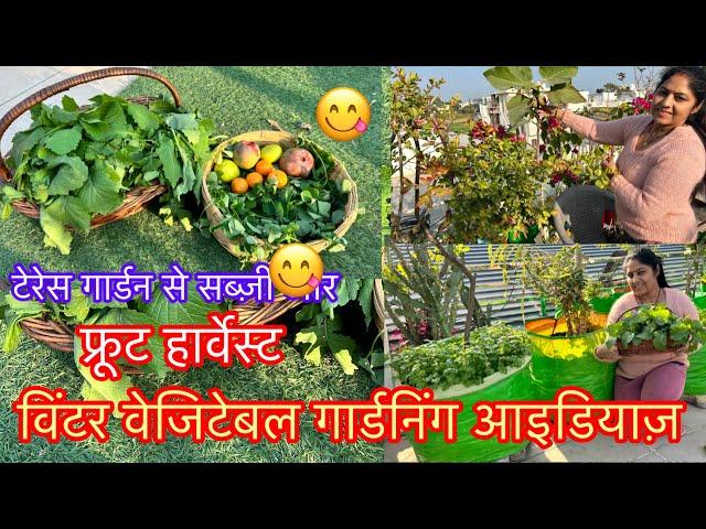 Amazing  fruits and vegetables   Harvesting winter vegetable garden || #terracegarden #vegetables