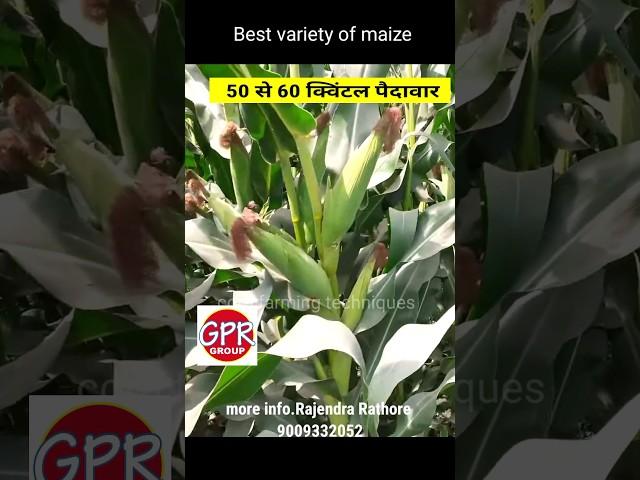 मक्का की Top किस्म / hybrid maize / Hybrid makka ki top variety