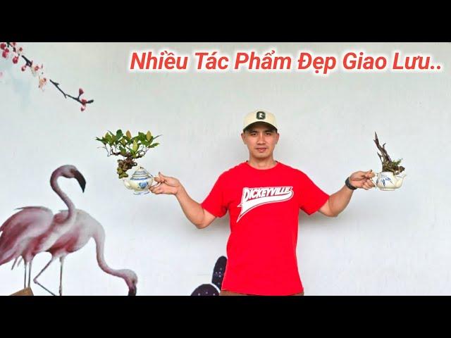 Nhiều Tác Phẩm BonSai Đẹp. Vườn Cây Cảnh Thương Tuy Phước Bình Định Giao Lưu Lh Zalo #0976041409