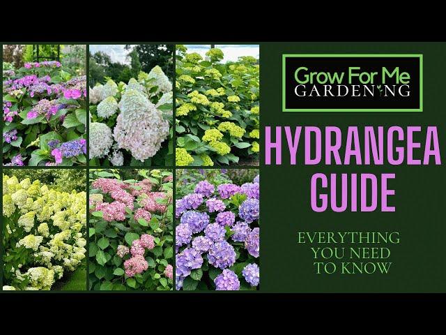 Grow For Me Gardening Guide to Hydrangeas ⭐️ Everything You Need To Know