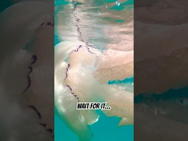 This is mad… #wildlife #jellyfish #cornwall