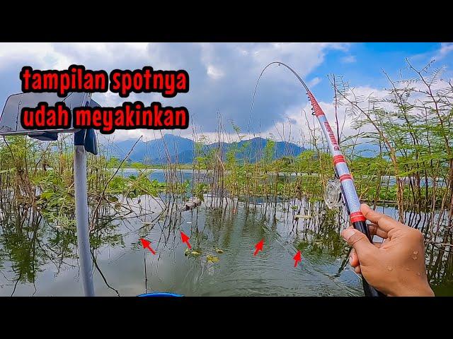 YAKIN PANEN‼️SPOTNYA SAJA SUDAH KAYA GINI || mancing ikan nila di waduk Selorejo Ngantang