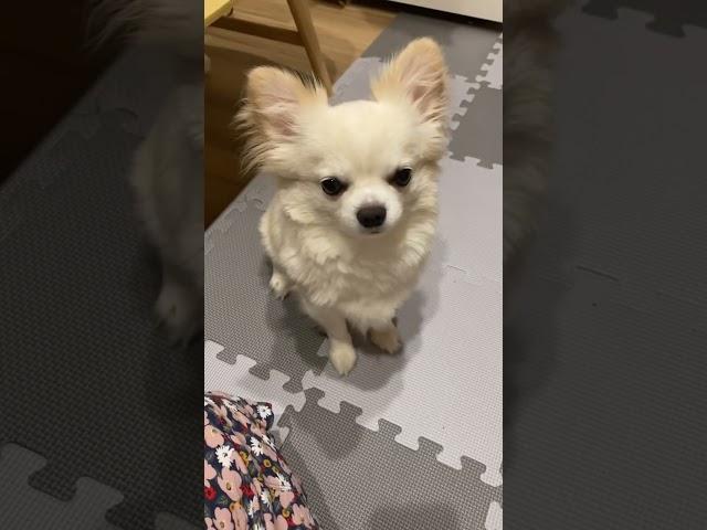 ちゃんとうんって言うタイプ。#shorts #犬#dog