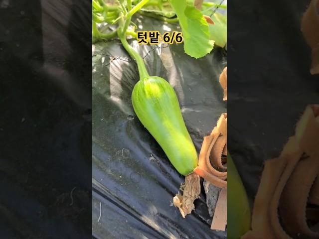 베이비아욱 애호박 토마토 완두콩 강낭콩 초보농부의 주말농장 브이로그