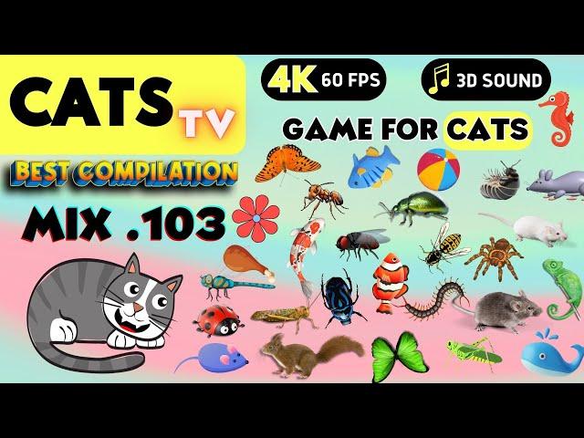 CAT TV - MIX 103   ULTIMATE Game Compilation  3 HOURS [CATS TV]