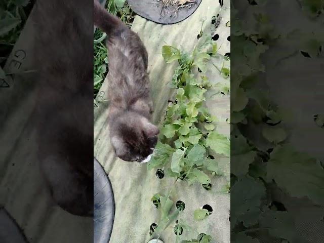 Прогулка по саду