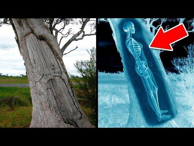 CORPSE Found Hidden In Tree Trunk!