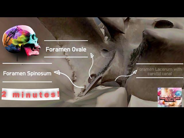 Skull Anatomy , Landmarks , Foramen | FORAMINA OF SKULL