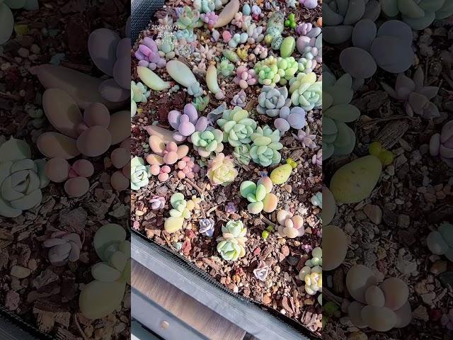 多肉叶插小苗太可爱了吧！#多肉控 #succulent #succulentlife #墨尔本生活 #succulentlove