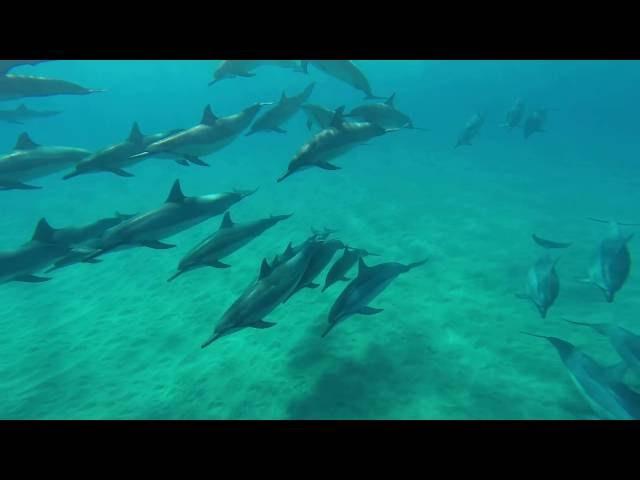 포시즌스 리조트 라나이에서 직접 촬영한 돌고래 영상 Four Seasons Resort Lanai dolphin 1