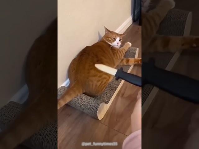 #cat #dog #pets #funny #funnyvideos #foryou #music