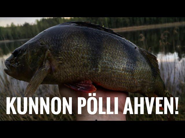 Kauden suurin ahven! | Kalastusta pienellä järvellä