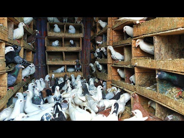 Biggest Pigeon farm | future nature