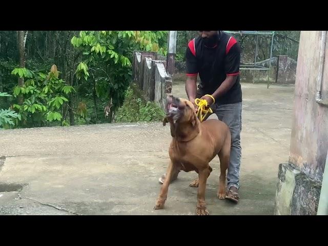 MY BIG DOG FILA BRASILEIRO 