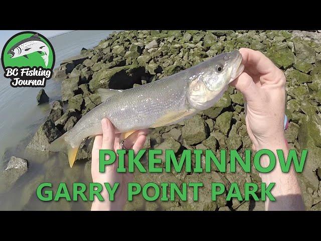 Pikeminnow Fishing - Garry Point Park