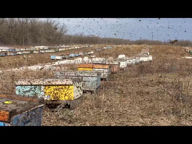 a Canadian Beekeeper’s Blog - first flight