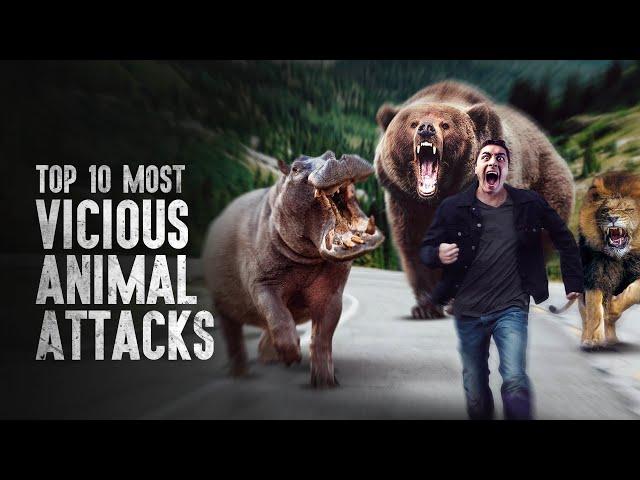 Top 10 Most Vicious Animal Attacks and How to Survive Them