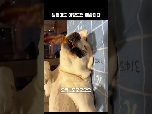 예술적인 댕청미 모음 #강아지 #memes #동물