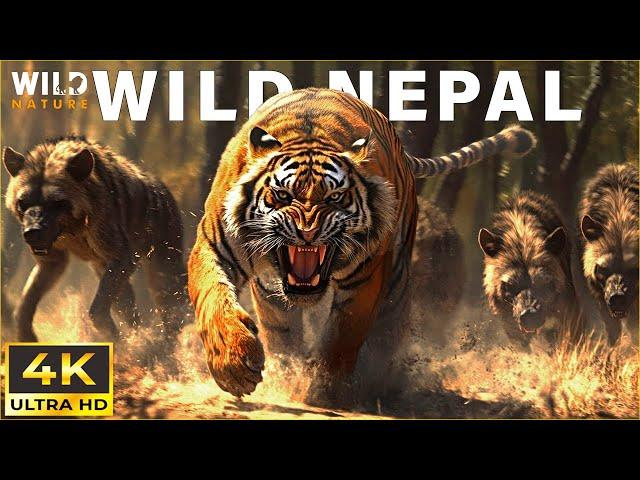 NEPAL | Kingdom of Elite Predators | 4K Animal Documentary