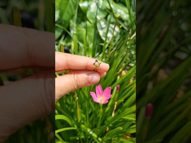 Collecting pink rain lily seeds |Rain lily 🪴#youtubeshort #plants #propagationtips #gardeningtips