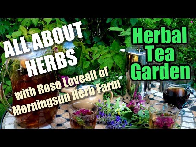 8/8 Herbal Tea Garden - Morningsun Herb Farm's 8-video series "ALL ABOUT HERBS" with Rose Loveall