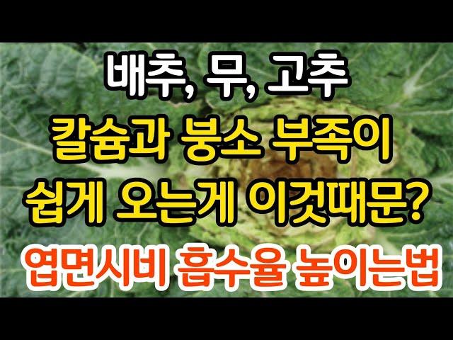 배추, 무, 고추 칼슘 붕소 부족이 이것때문에 쉽게 온다고? 엽면시비 흡수율 높이는법