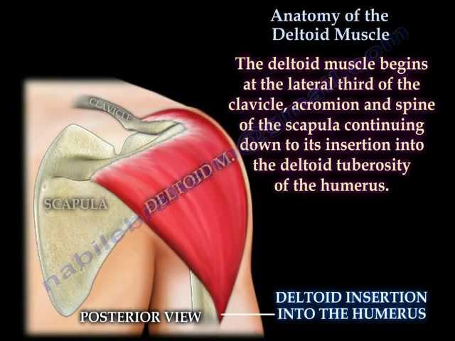 Anatomy Of The Deltoid Muscle - Everything You Need To Know - Dr. Nabil Ebraheim