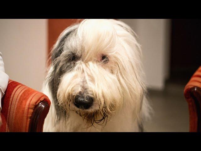 Do Old English Sheepdogs Have Dewclaws?