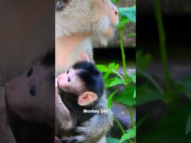 #deedee#devi#jenifer #monkeyupdate #babyanimal #luno #monkeychannel #babymonkey #cute #newbornmonkey