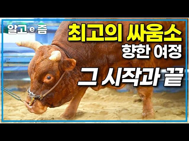 “최강 소를 가린다” 소싸움 왕중왕전을 위해 산도 타고 한약도 먹는 소들｜빅데이｜알고e즘