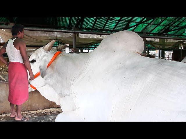 WOW! Amazing Biggest Cow in The World | Gabtoli Gorur Haat 2020