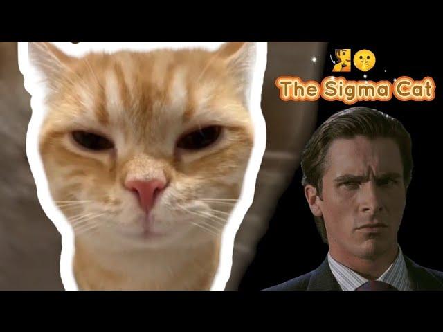 Sigma Cat Story (Patrick Bateman Meme Cat)