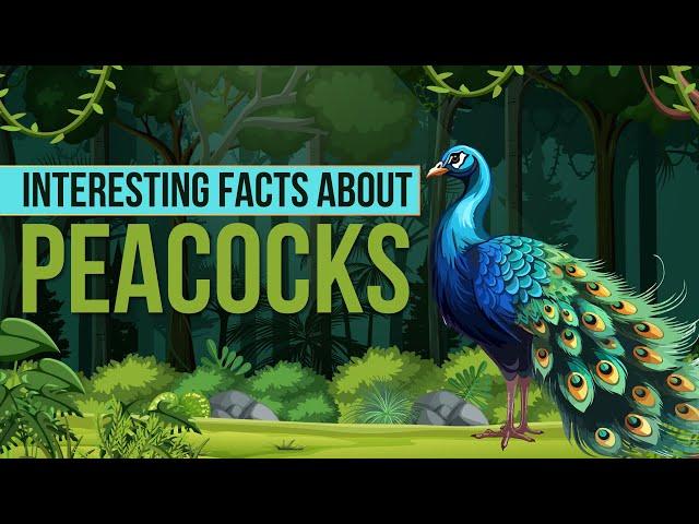 Amazing Facts About Peacock | Peacock Facts for Kids | Peacock Facts